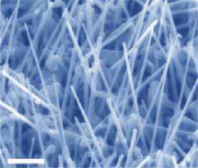 圖四、N型磷化銦奈米線的掃描穿透式電子顯微鏡影像 ，直接成長於氧化銦錫的電極並具有45°的傾斜角，刻度尺為500nm。