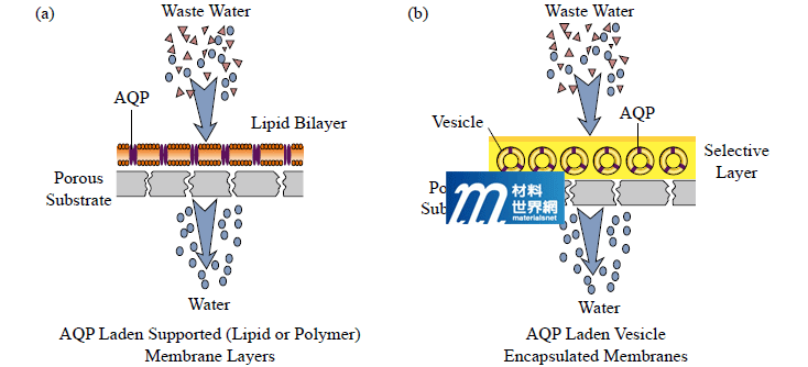 圖四、(a)SML；(b)VEM兩種不同結構設計之AQP仿生膜
