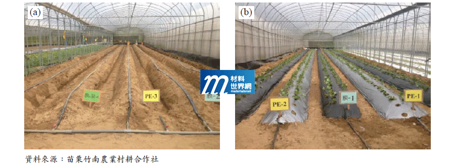 圖十、溫室草莓試驗園(a)未鋪蓋膜；(b)已鋪蓋傳統農地膜與生質農地膜