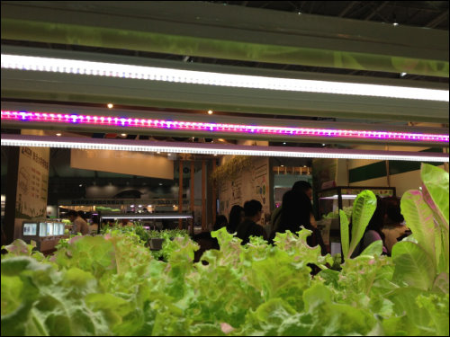 麗萊登的蔬菜架可依不同植物需求，提供不同波長LED光源