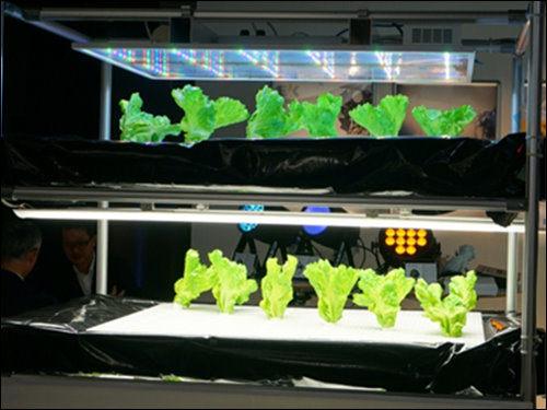 Bluewave Technologies公司將LED燈應用在植物的生長