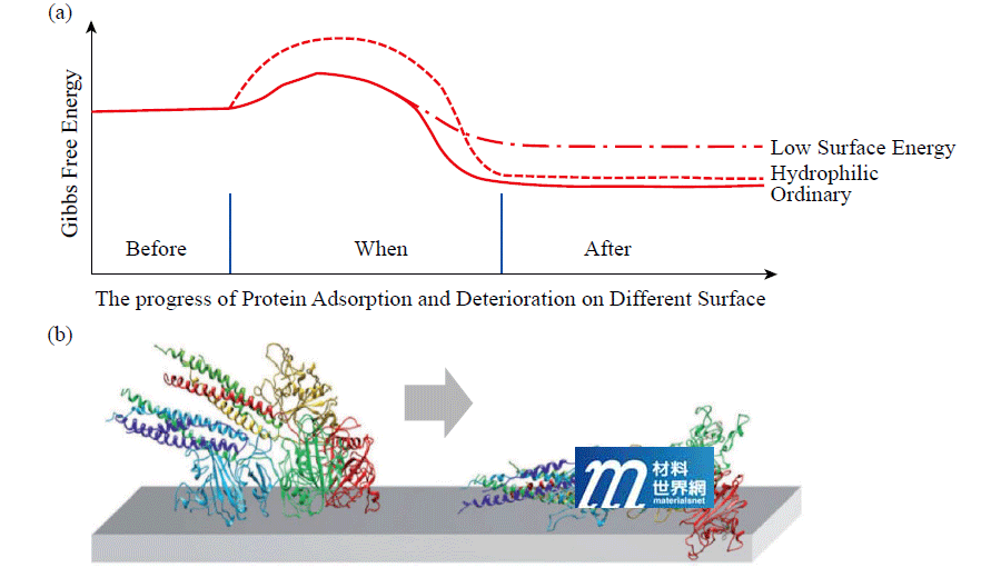 圖七、(a)濾膜在蛋白質吸附過程時自由能變化；(b)蛋白質附著過程構型的變化