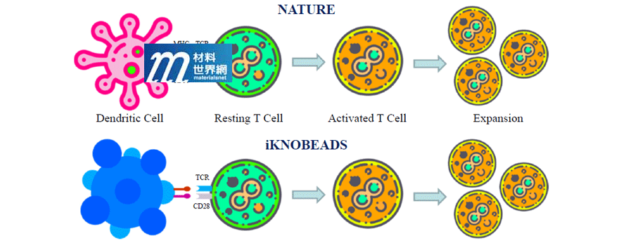 圖二、仿生iKNOBEADS活化αβT細胞的機制示意圖