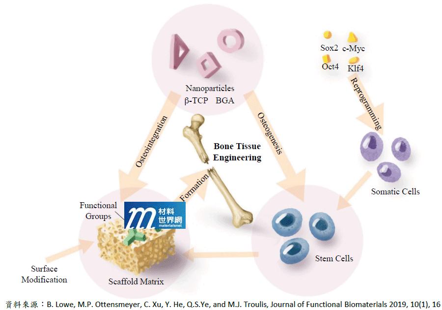 圖三、β-TCP和生物活性玻璃(BAG)對骨組織工程再生的轉化模式
