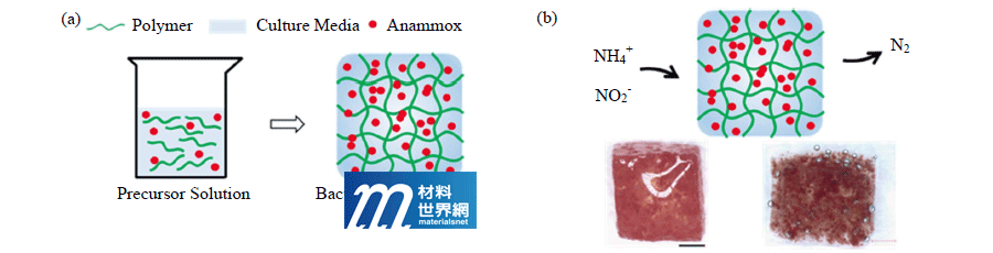圖四、Anammox固定化程序及反應示意圖。(a) Anammox固定化；(b) Anammox固定後之外觀