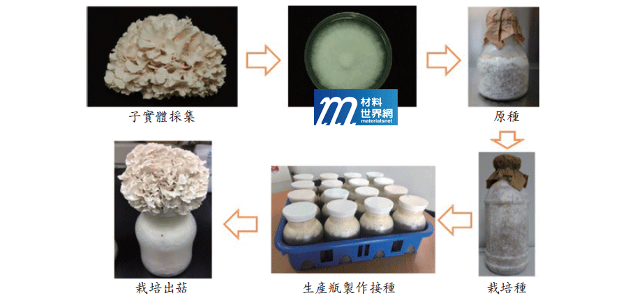 圖四、白舞菇LG2菌種三級制度流程