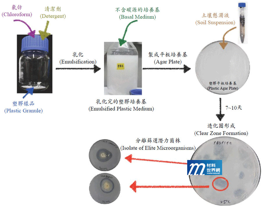 圖四、利用平板培養基篩選塑膠分解潛力菌株之試驗流程