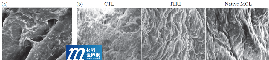 圖六、利用掃描式電子顯微鏡(SEM)觀察人工韌帶表面之影像 (a)類似星狀纖維母細胞貼附並橫跨於ITRI人工韌帶纖維之間；(b)人工韌帶植入後6個月的SEM影像：CTL–對照組(ORTHOMED市售人工韌帶)；ITRI–實驗組(ITRI人工韌帶)；Native MCL–兔子原生的內側副韌帶