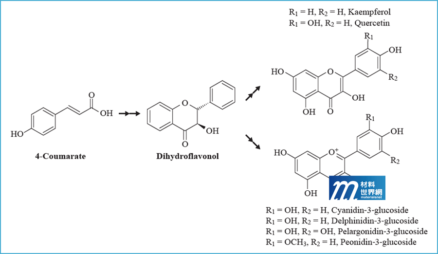 圖一 、類黃酮之結構及生產路徑