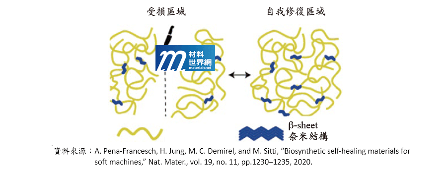 圖二、蛋白質中的β-sheet奈米結構，交聯修復受損的蛋白質自我修復機制