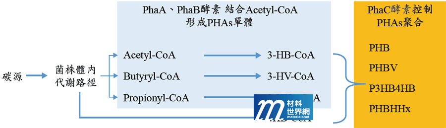 圖一、PHAs聚合簡要代謝路徑