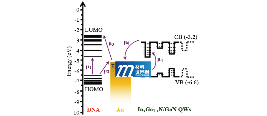 圖五、DNA、Au與InGaN量子井的能帶關係圖。量子井內的電子可藉由μ4、μ5、μ6三條路徑轉移到Au表面，因此提升SERS的強度