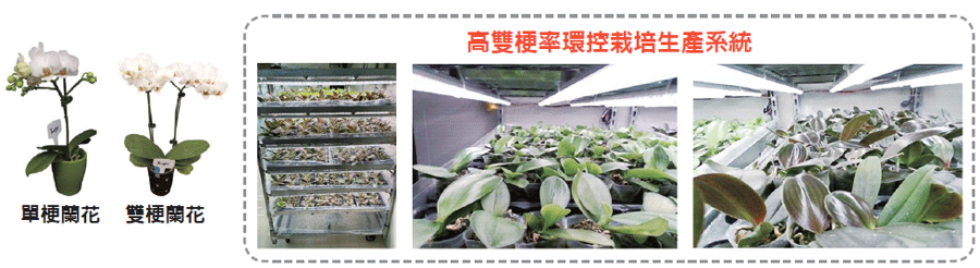 高雙梗率蘭花之環控栽培生產系統